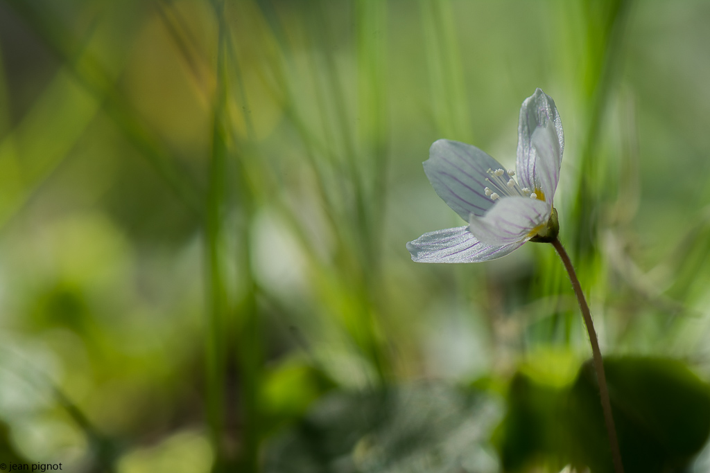 fleure de printemps 04 2018.jpg