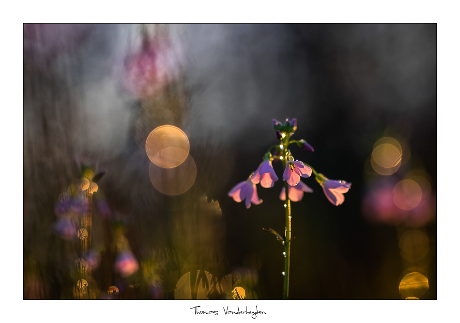 2018Cardamine pratensis L#4IN.jpg