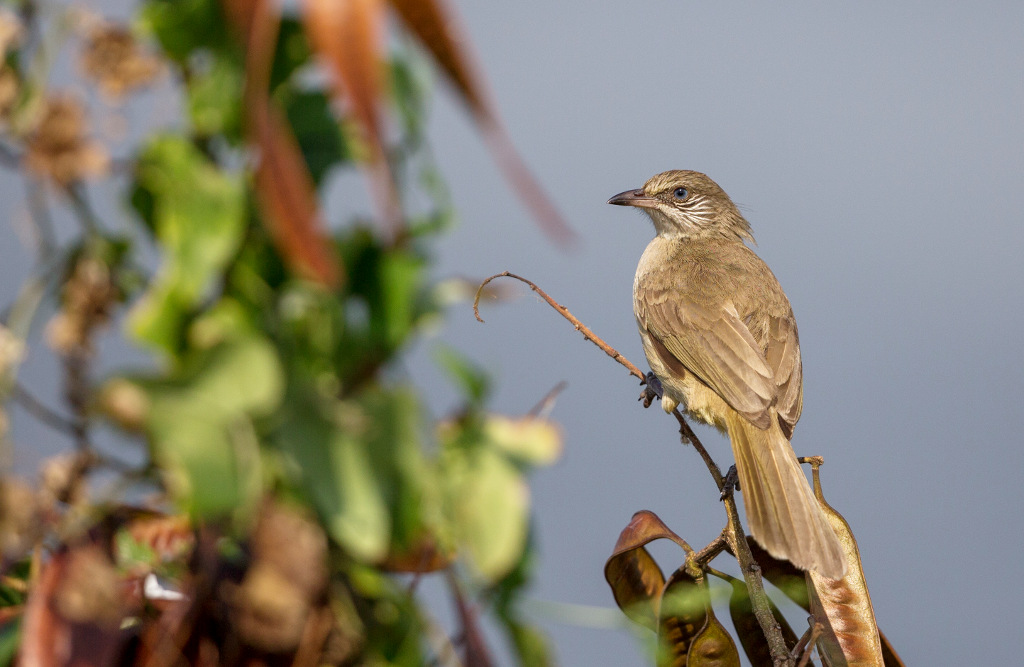 Bulbul de Blanford 2018-03 Laem Pak BiaIN.jpg