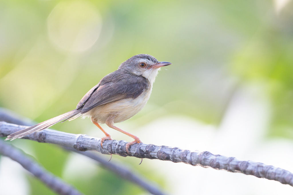 Prinia simple 2018-03 Pak Thale-6IN.jpg