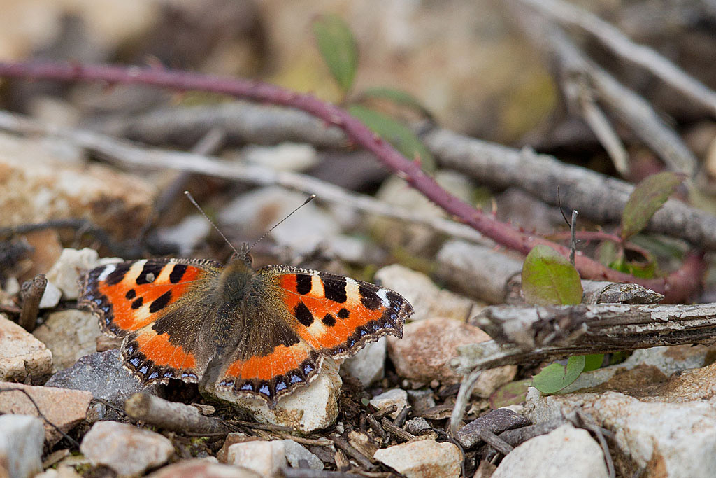 La Petite tortue (Aglais urticae) IN.jpg