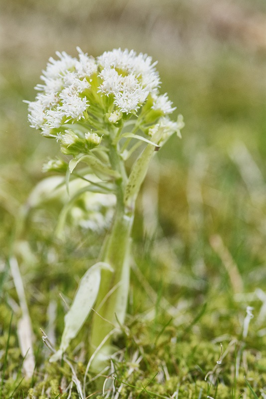 fleur de l'aveyron.jpg