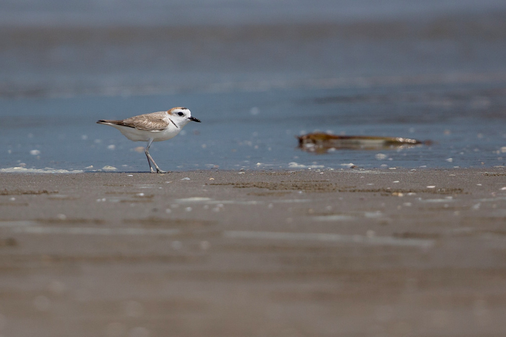 White faced plover 2018-03 Laem Pak BiaIN.jpg