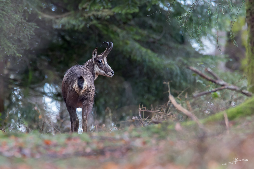 2018-03 Chamois-028.jpg