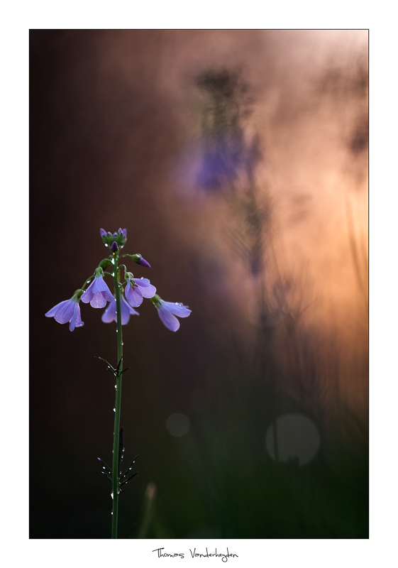 2018Cardamine pratensis L#5IN.jpg