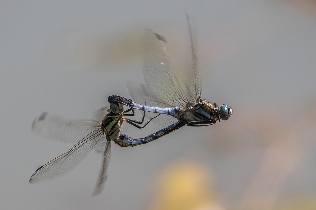 Orthetrum réticulé.jpg