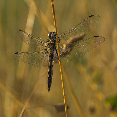 Orthetrum.jpg