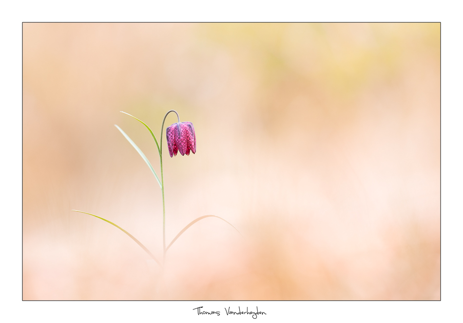 2018Fritillaria meleagris#6IN.jpg