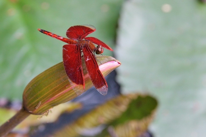 110129-5903-Neurothemis fluctuansMuseeKK R.jpg