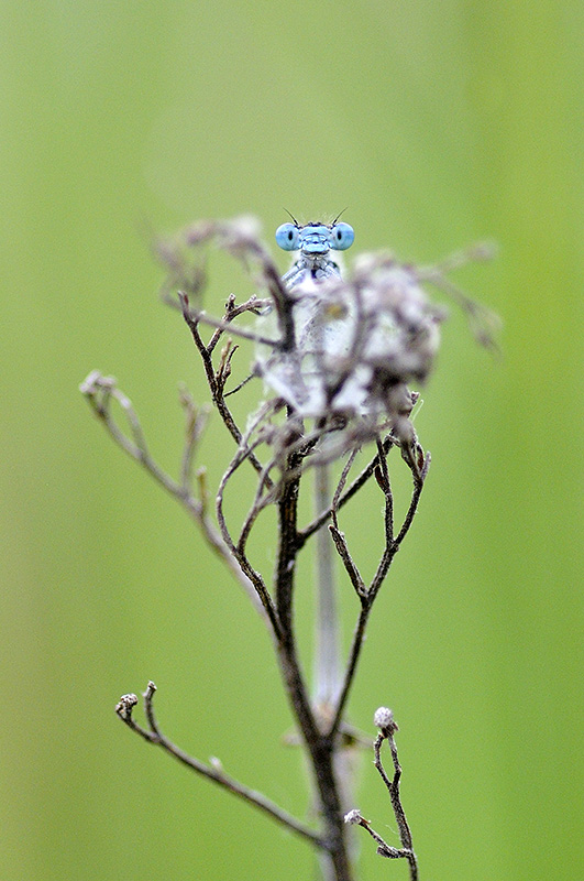 Agrion porte-coupe 19rec.jpg