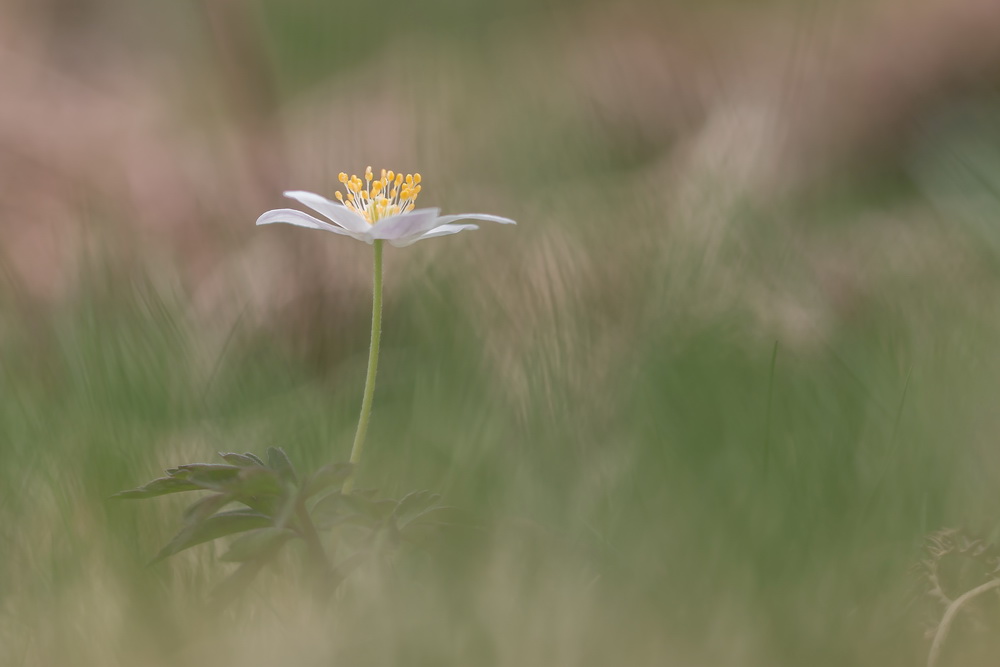 anemone 22 -04-18 03.jpg