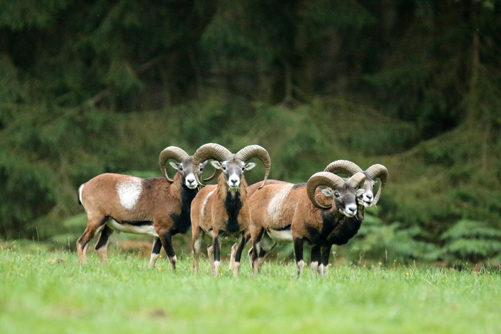 4 Mouflons photo 4.jpg