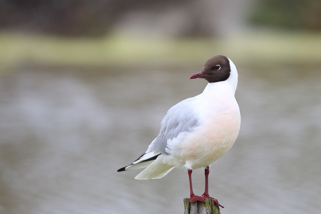 10 Mouette rieuse.jpg