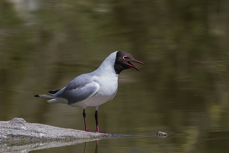 Mouette _MG_0259 .jpg