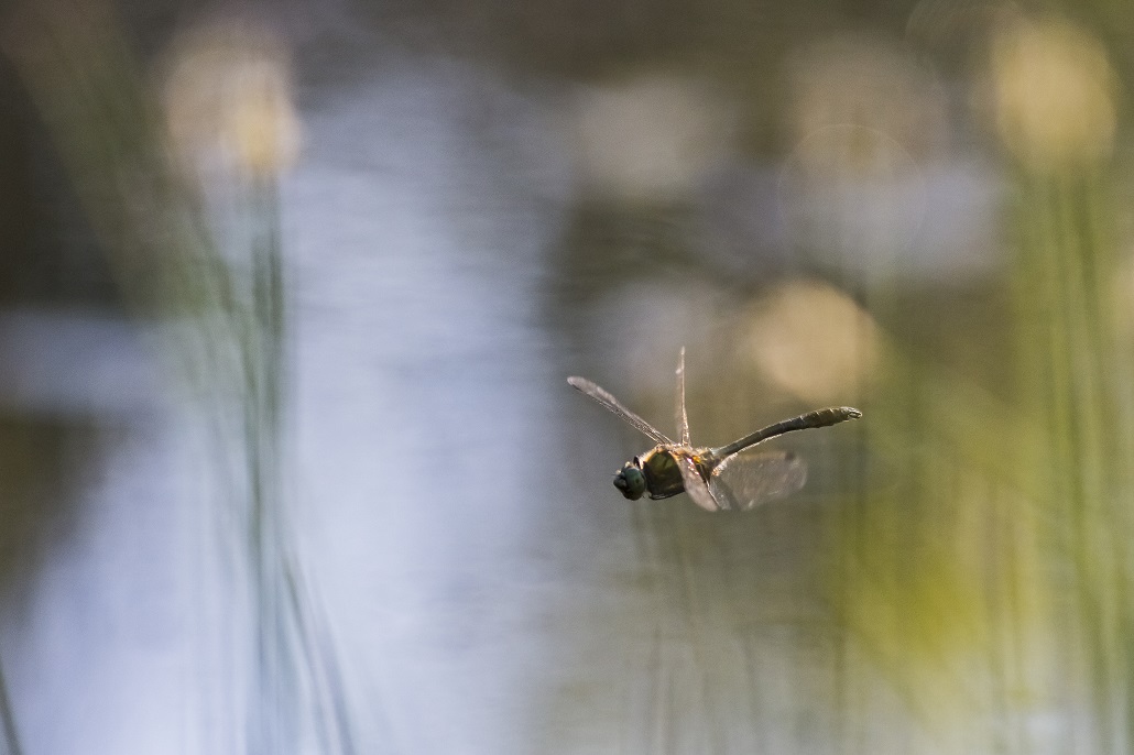 Libellule à quatre taches - Libellula quadrimaculata - Copie.JPG