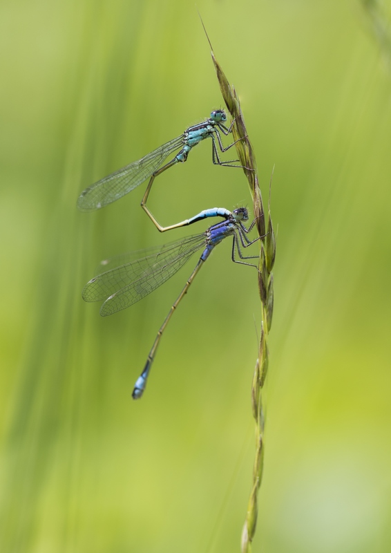 Couple Agrion 2.jpg