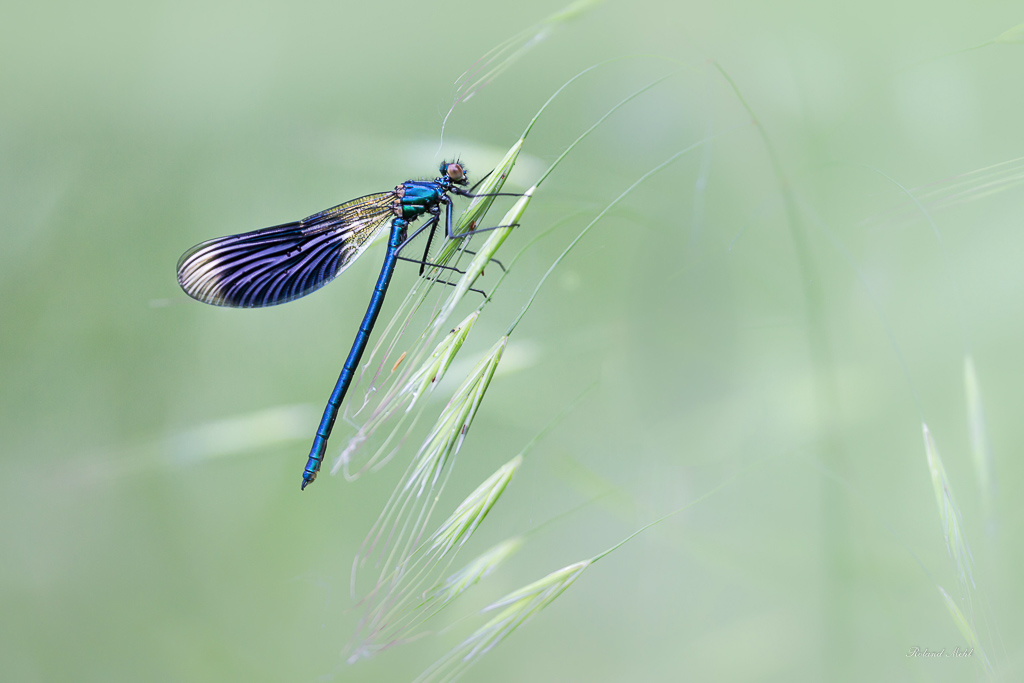 Calopteryx mâle sur epillets (1 sur 1).jpg