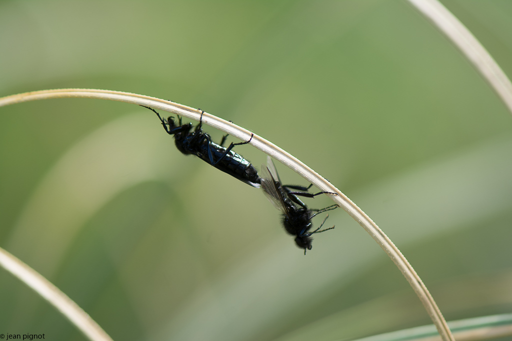 mouche st marc  04 2018-2.jpg