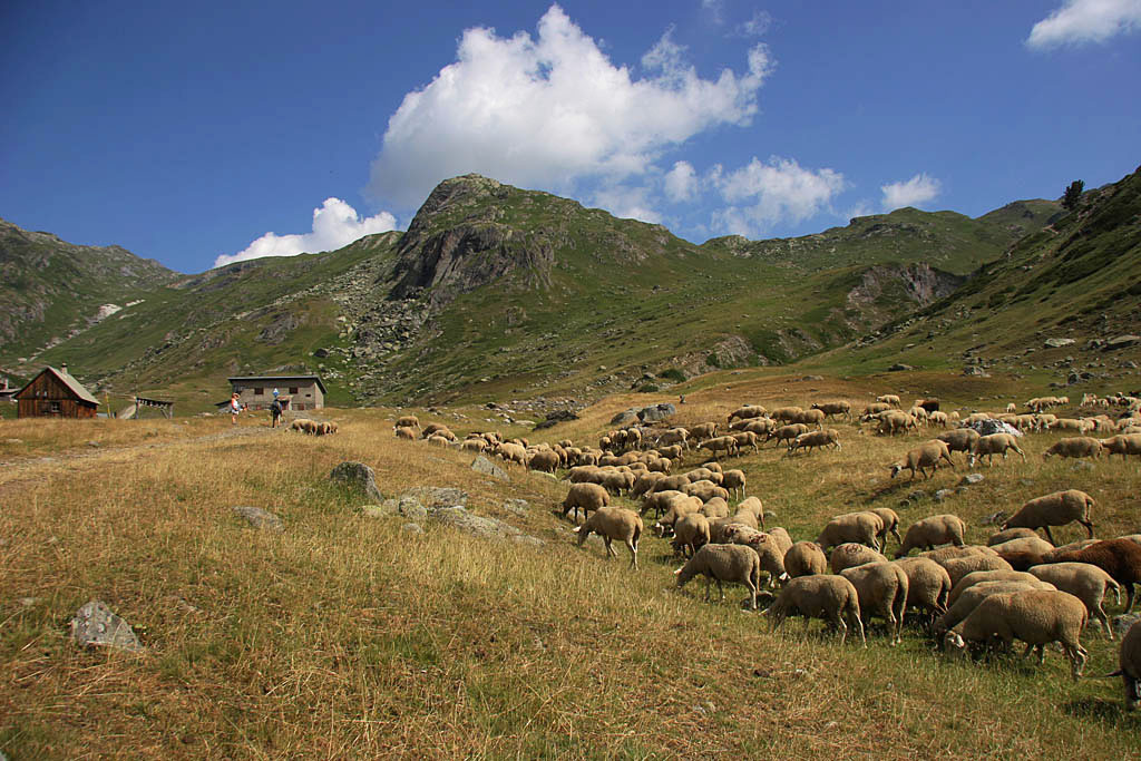moutons refuge des Drayères 4 IN.jpg
