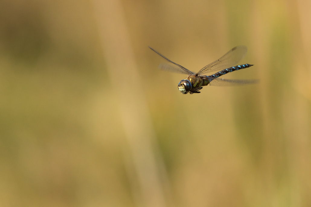 Aeschne mixte(2017-10-14_Marais Moisan__MG_4879).jpg