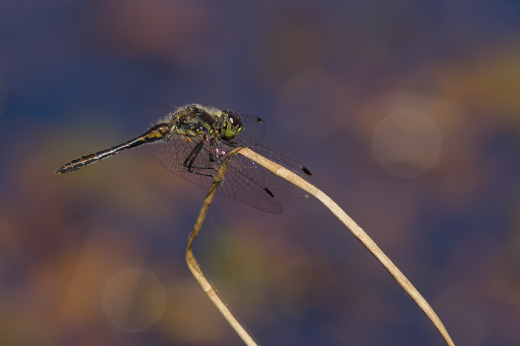 Sympetrum danae(2016-08-23_Gué d'Hossus_IMG_0987).jpg