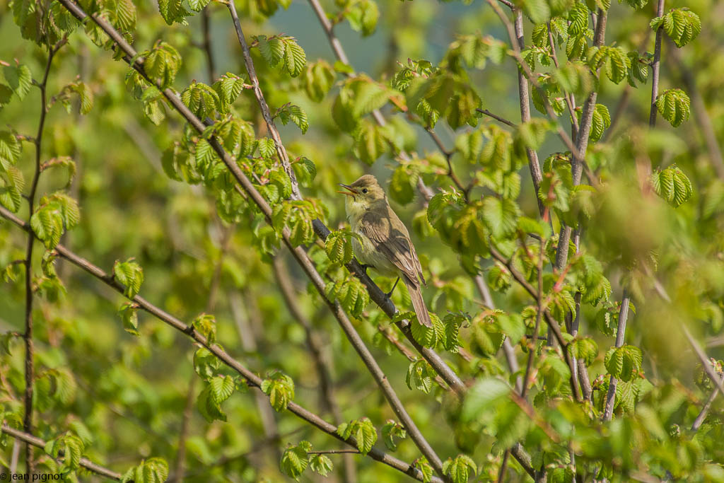 oiseaux billebeaude 05 2018.jpg