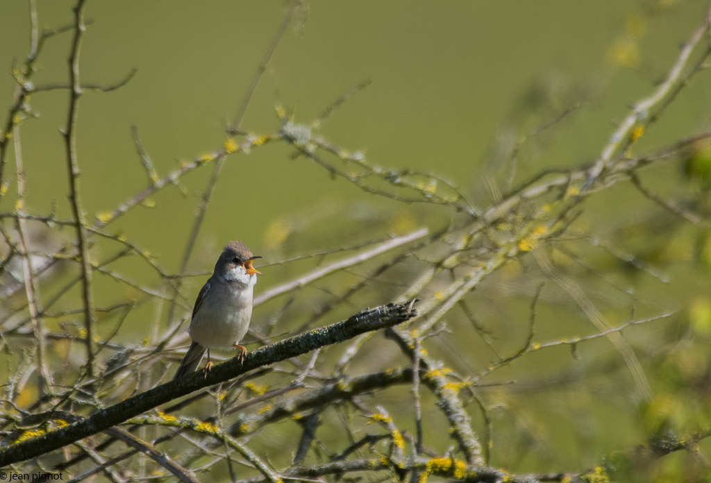 oiseaux billebeaude 05 2018-2.jpg