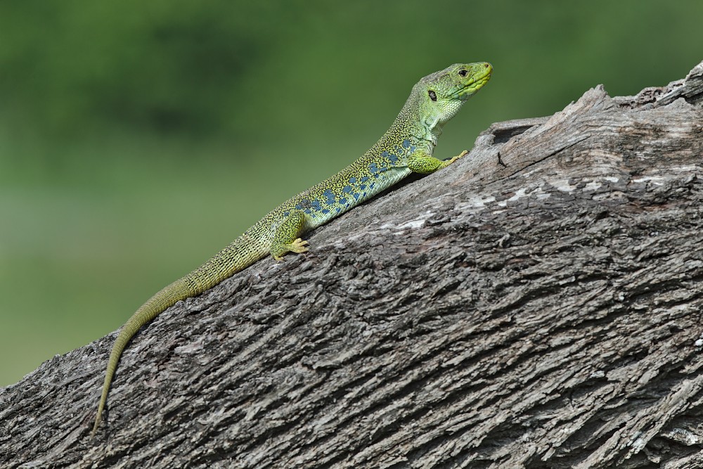 20180507_0021_Lezard_Ocelle.jpg