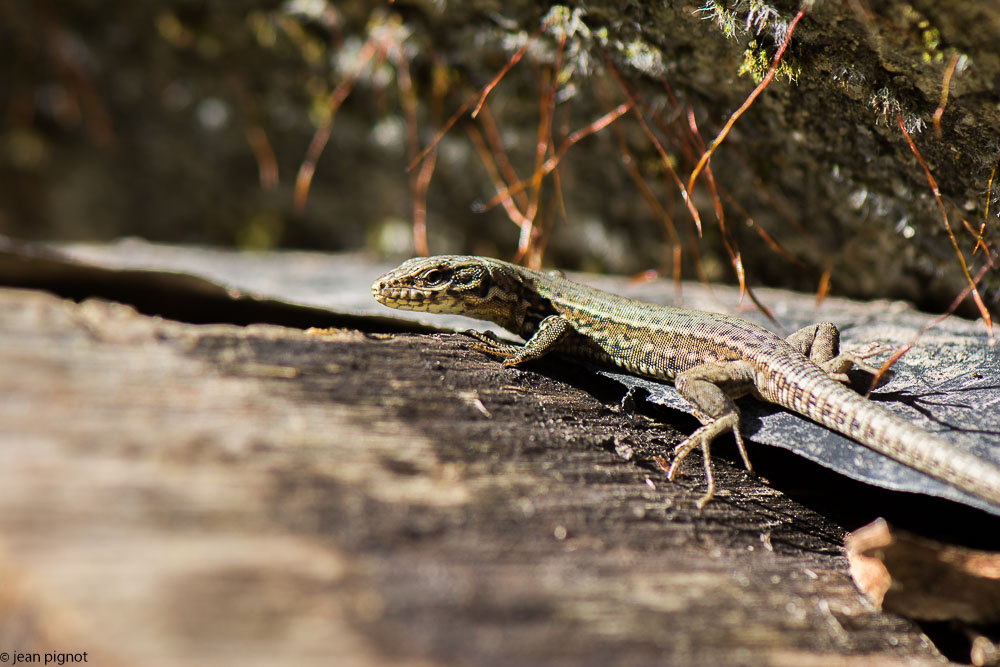 lezard des murailles 05 2018.jpg