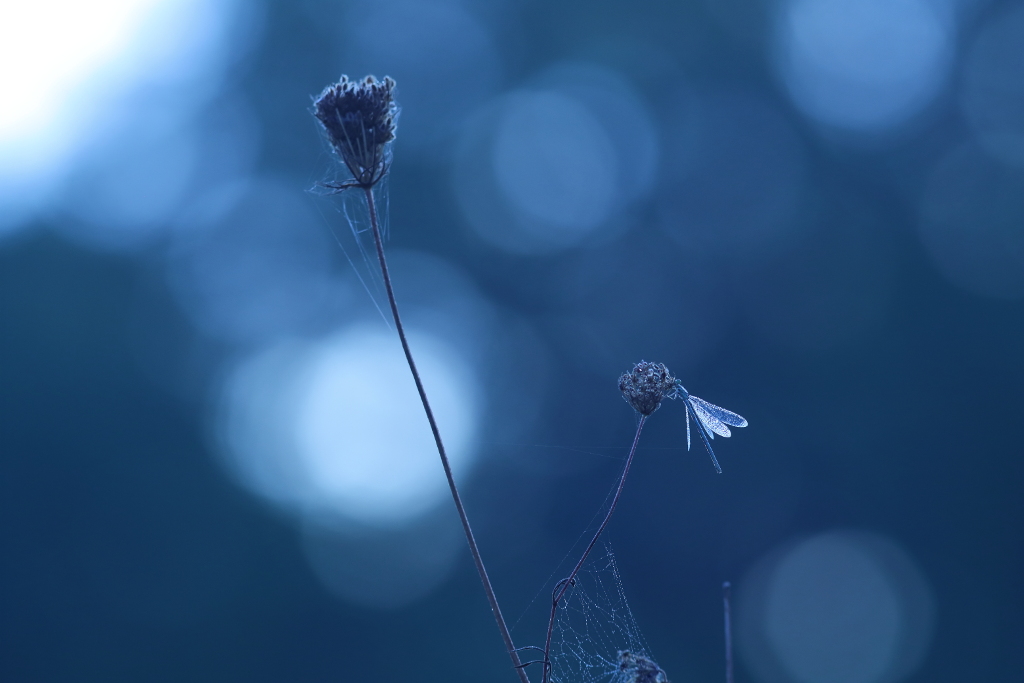 princesse bleue.JPG