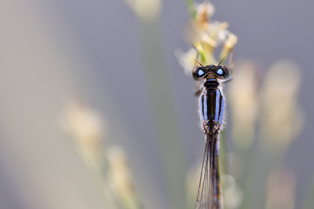 Mommenheim_10-08-2015-09-32-55_0577.jpg