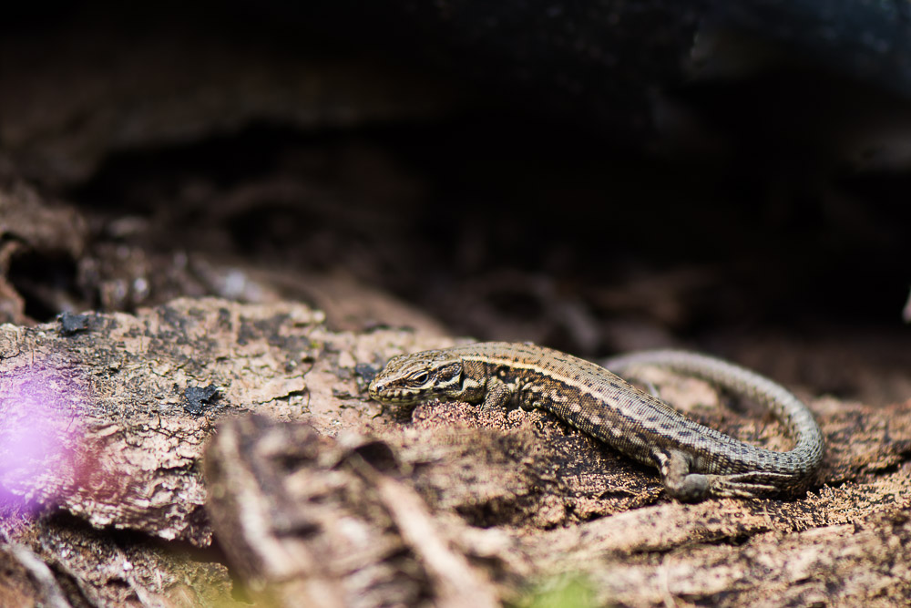 lezard des murailles 05 2018-2.jpg