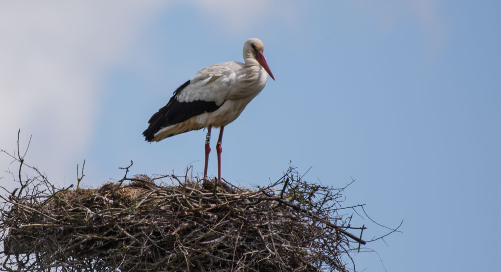 Cigogne 1.jpg