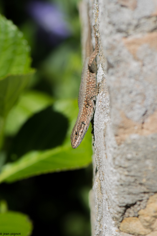 lezard des murailles 05 2018-3.jpg