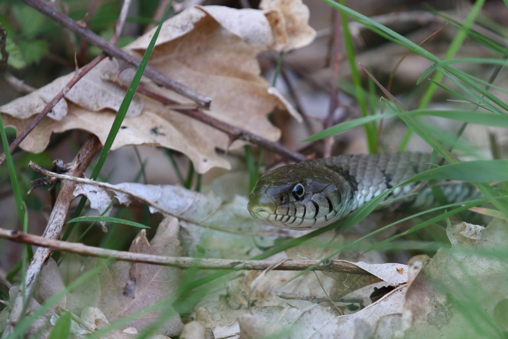 Couleuvre à collier - Natrix natrix - Grass Snake I&N.JPG