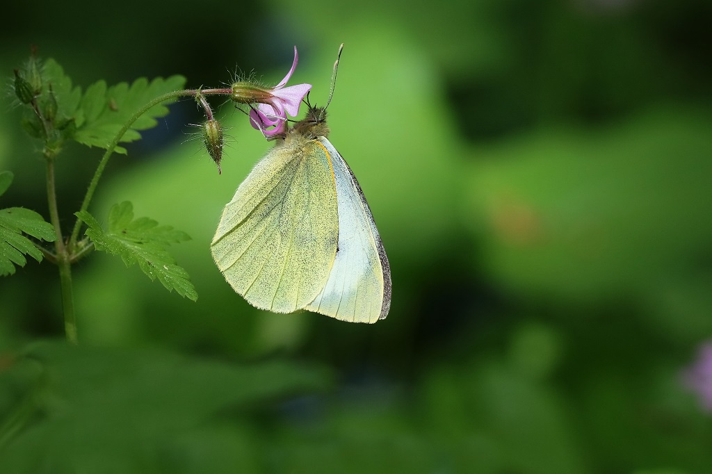 1 IMG_PIERIS.JPG