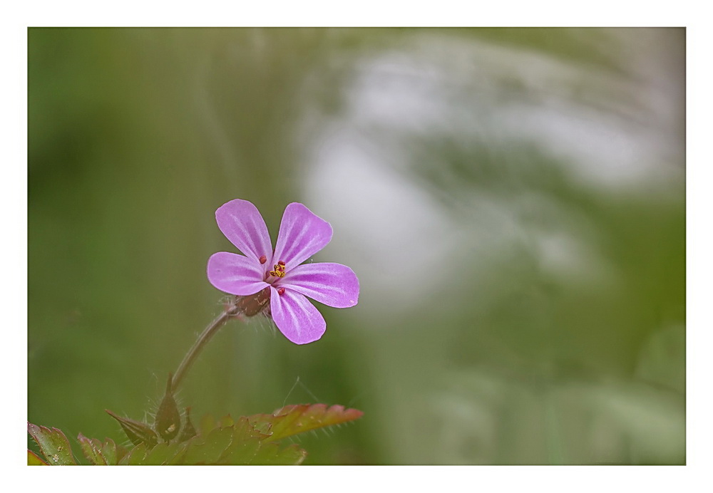 geranium 05 05 18 03.jpg