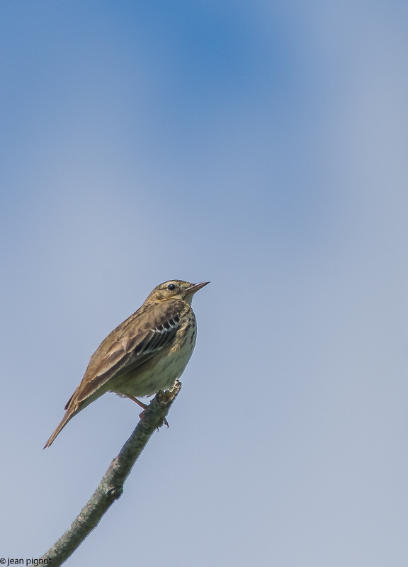 pipit des arbres 05 2018.jpg