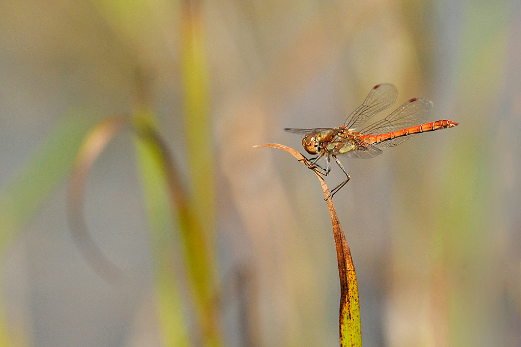 Sympetrum-striolatum-I&N.jpg