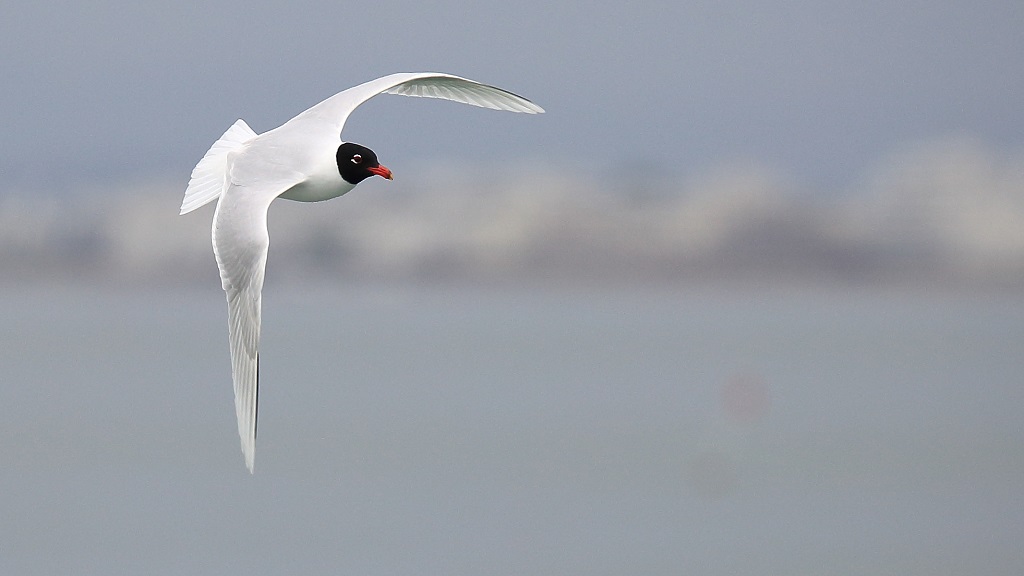 578 Mouette mélanocéphale.jpg