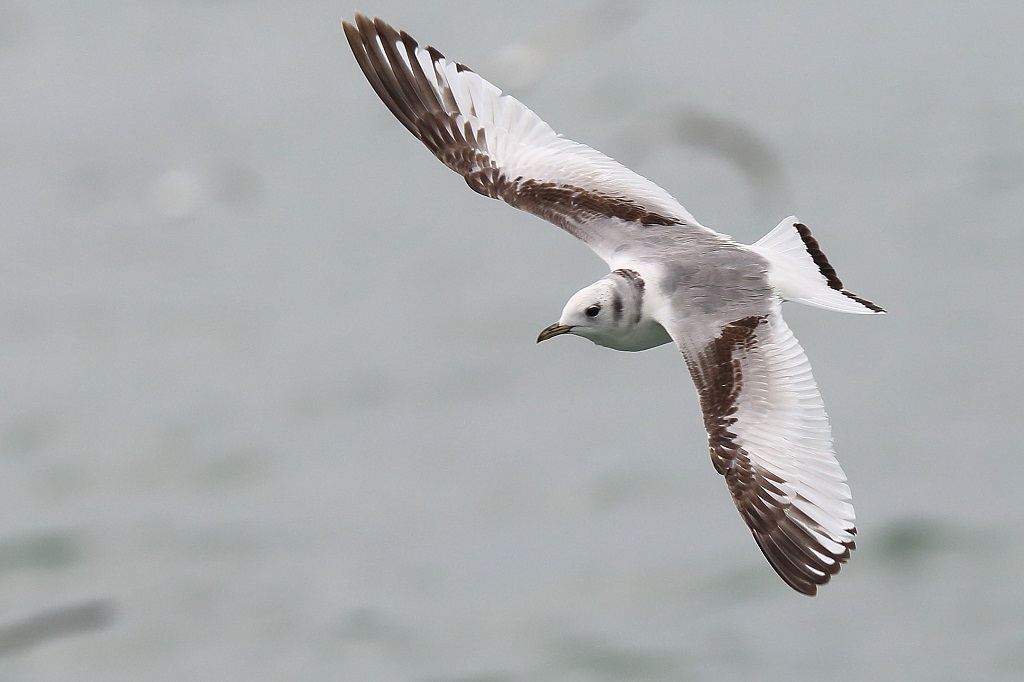 579 Mouette tridactyle.jpg