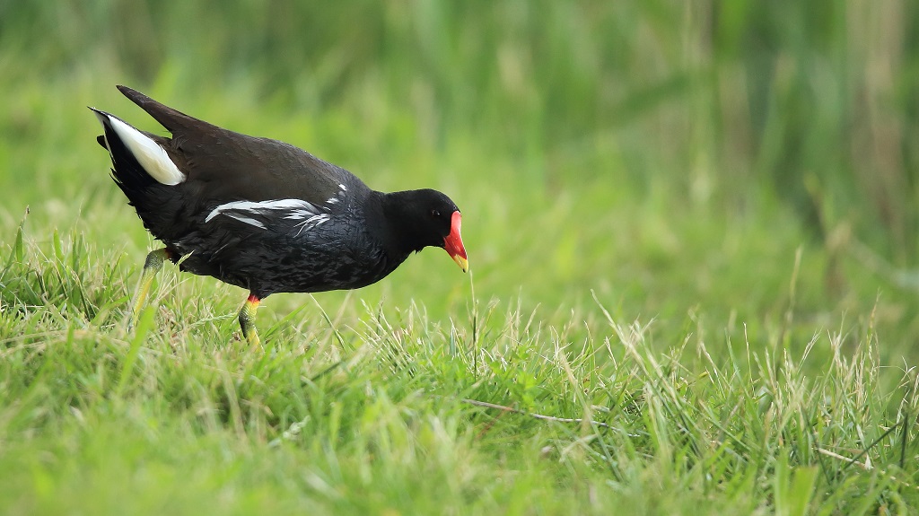 583 Galinule poule d'eau.jpg