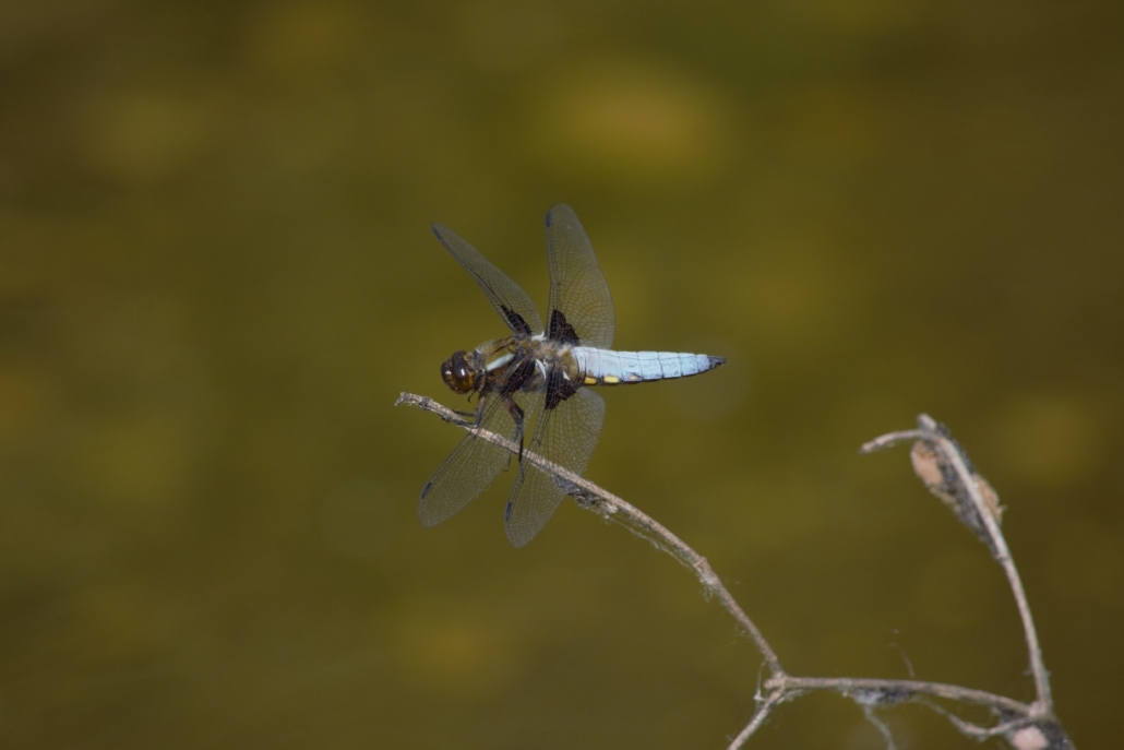 Libellula depressa 2 BR.jpg