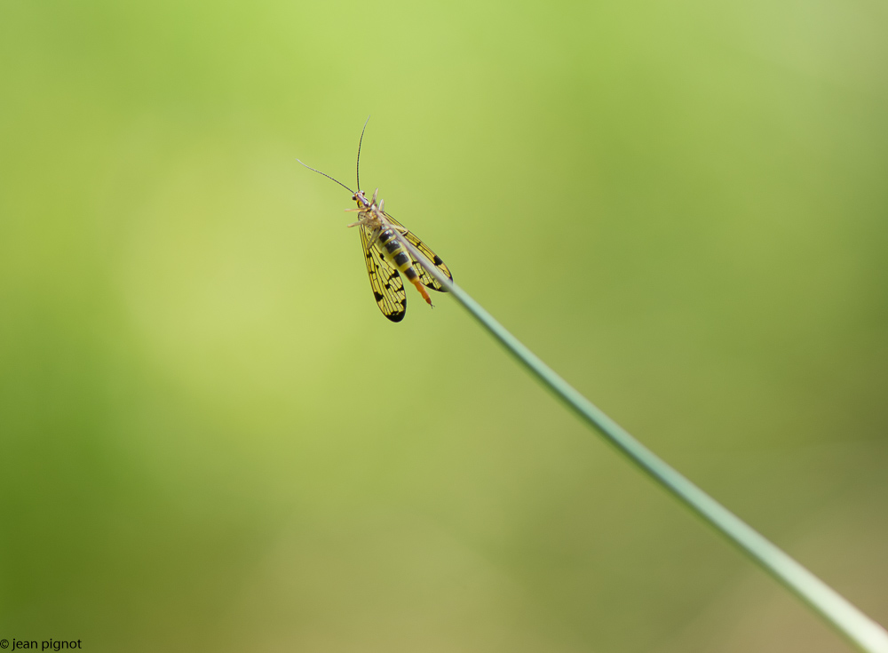 mouche scorpion  05 2018-2.jpg