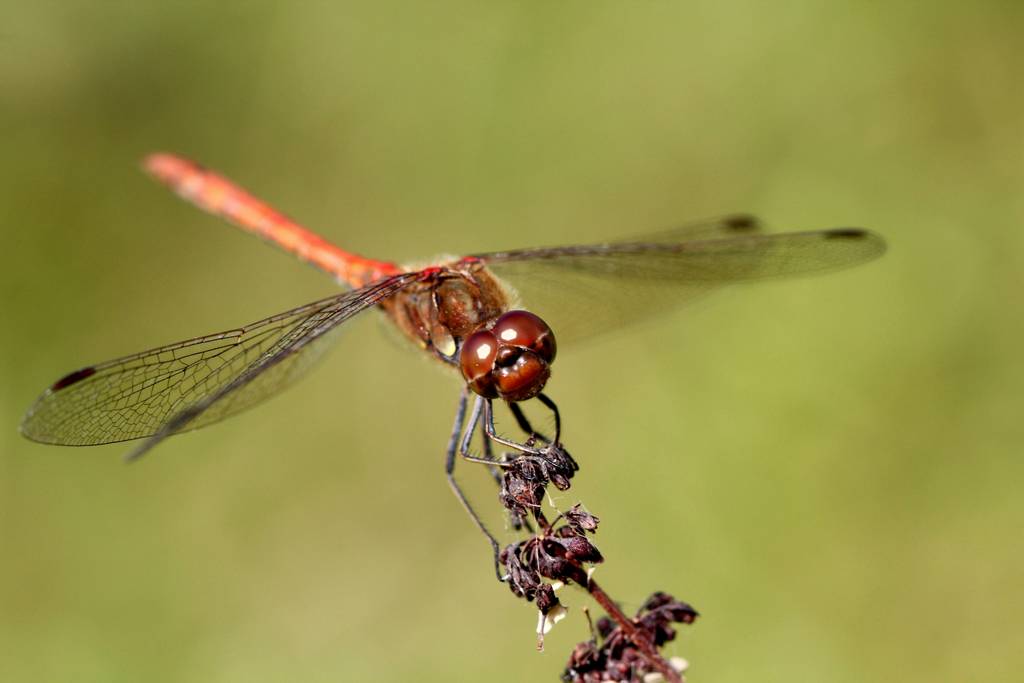 libellule rouge 2-optimize copie.jpg