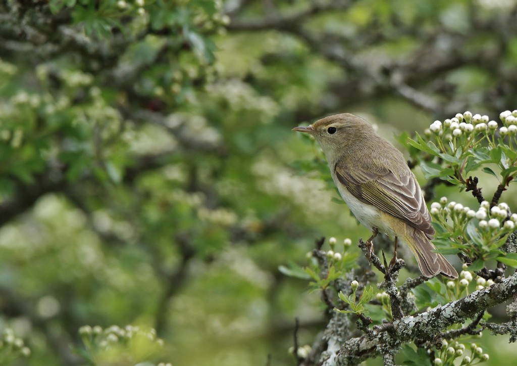 Pouillot de Bonelli.jpg