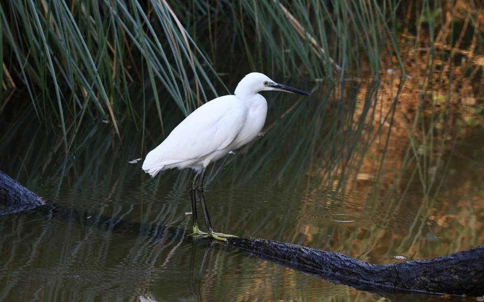 aigrette sur branche.jpg