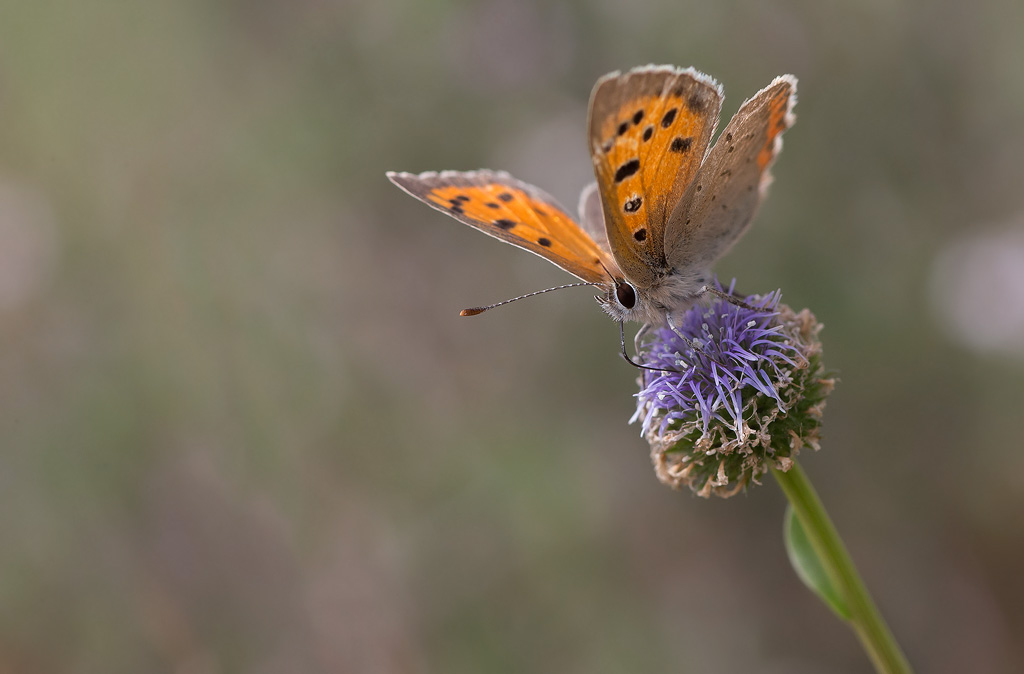 Cuivré commun - Lycaena phlaeas.jpg