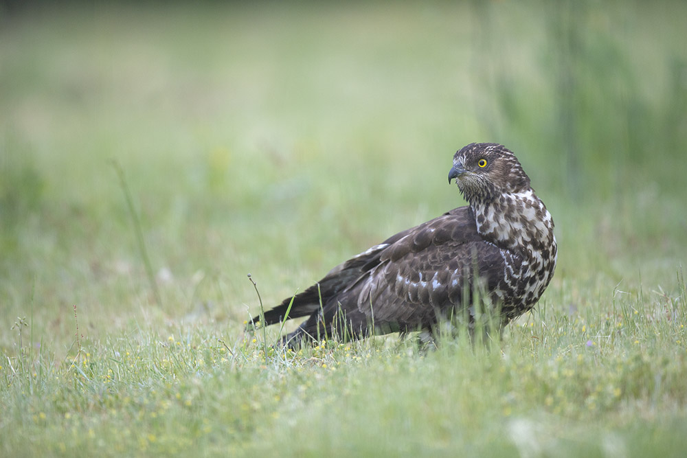 Saint Piat _21-05-2018-07-56-27_0222.jpg