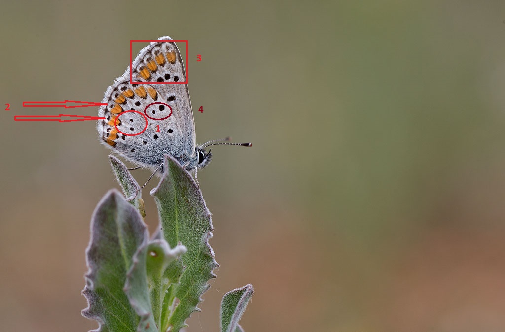 Azuré des coronilles - Plebejus argyrognomon.jpg